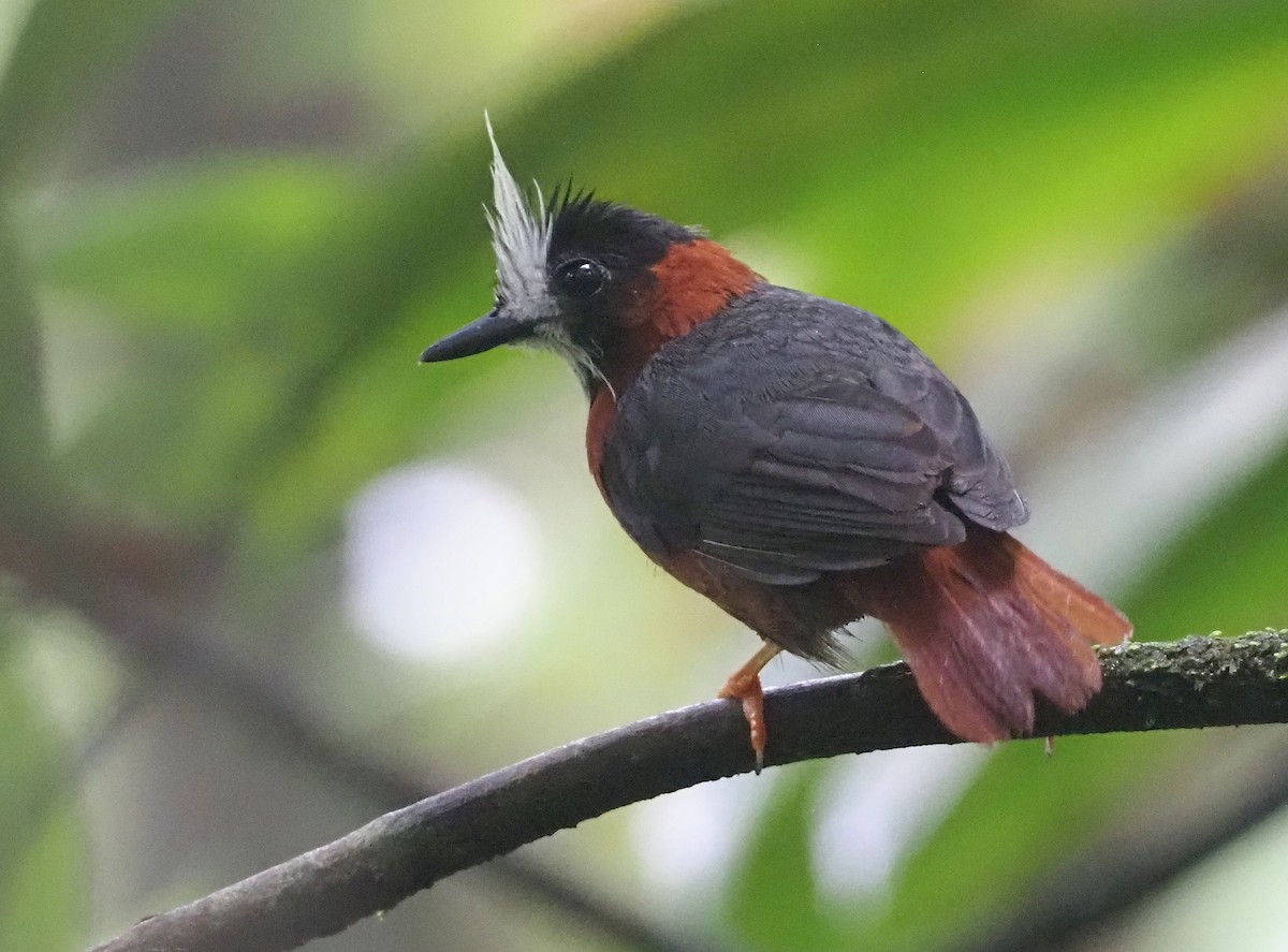 White-plumed Antbird - Stephan Lorenz / Rockjumper Birding Tours