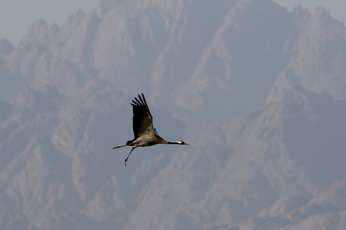 Common Crane - ML616141528