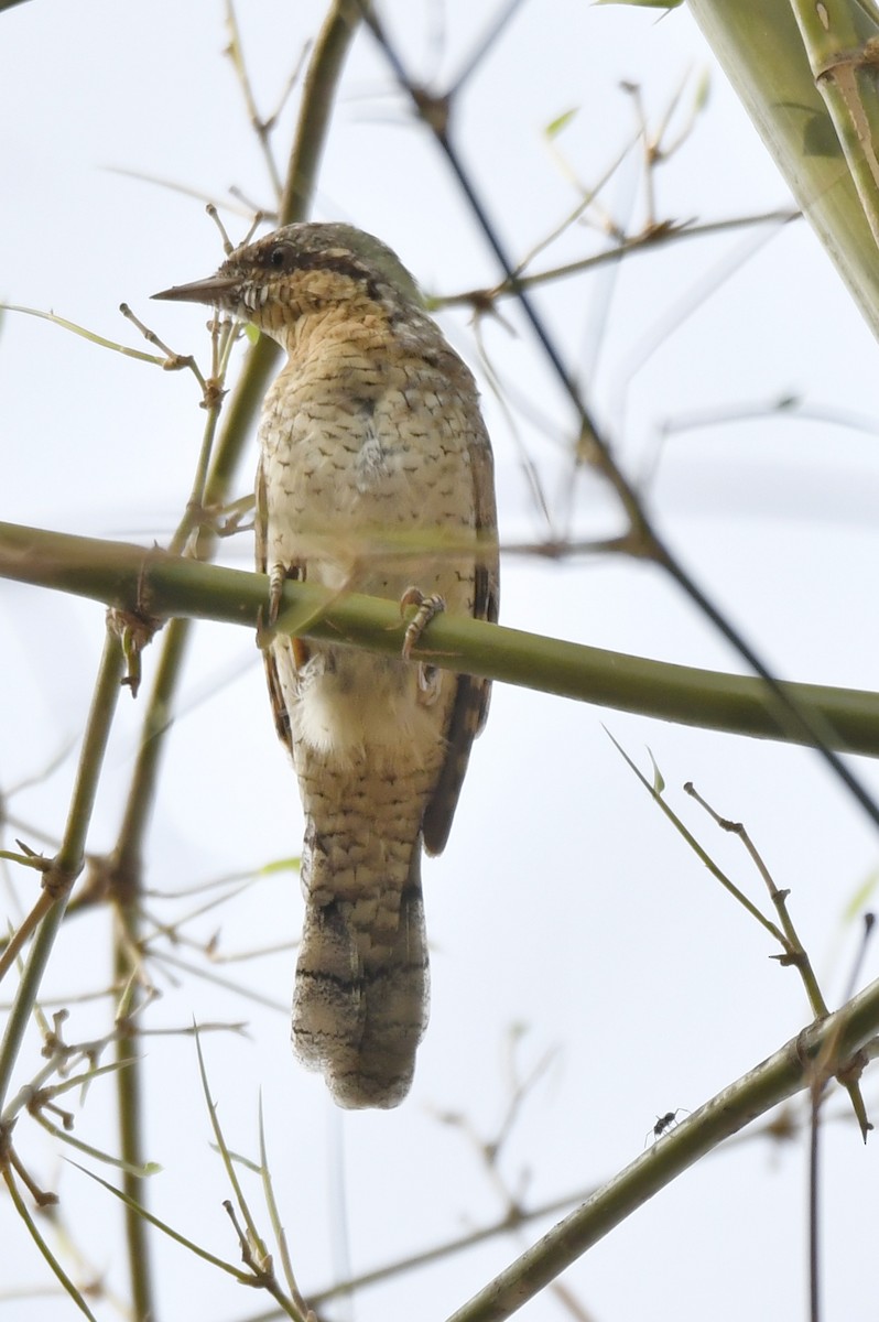 地啄木 - ML616141556