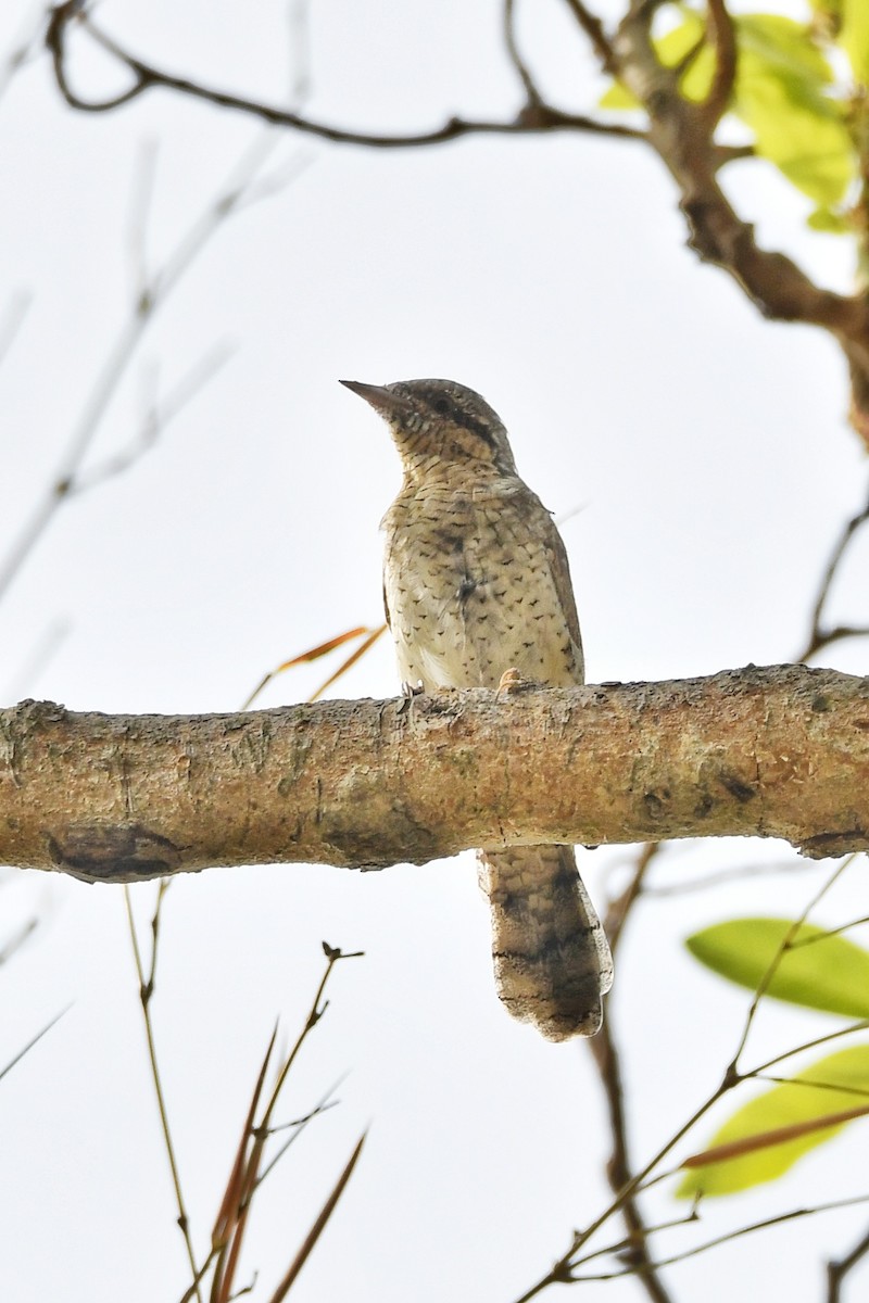 地啄木 - ML616141557