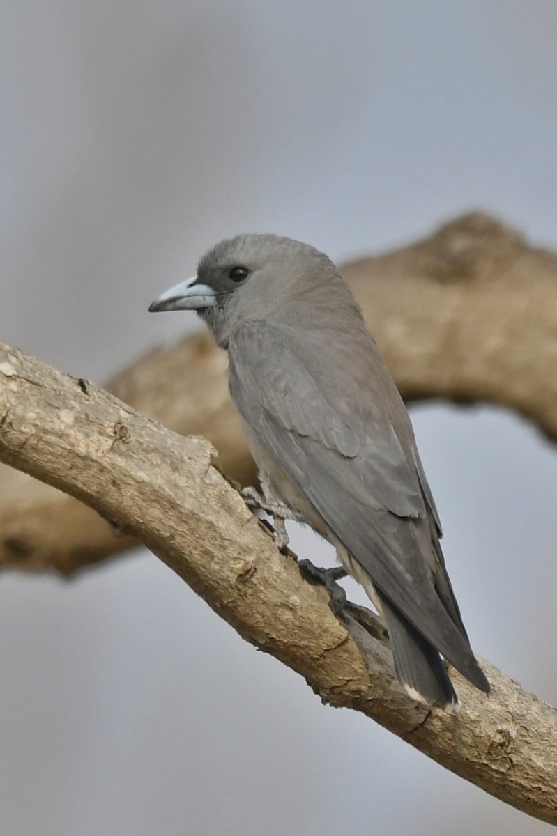 Ashy Woodswallow - ML616141571