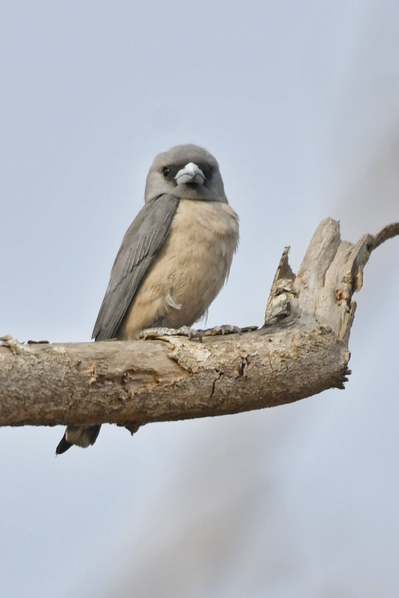 Ashy Woodswallow - ML616141572