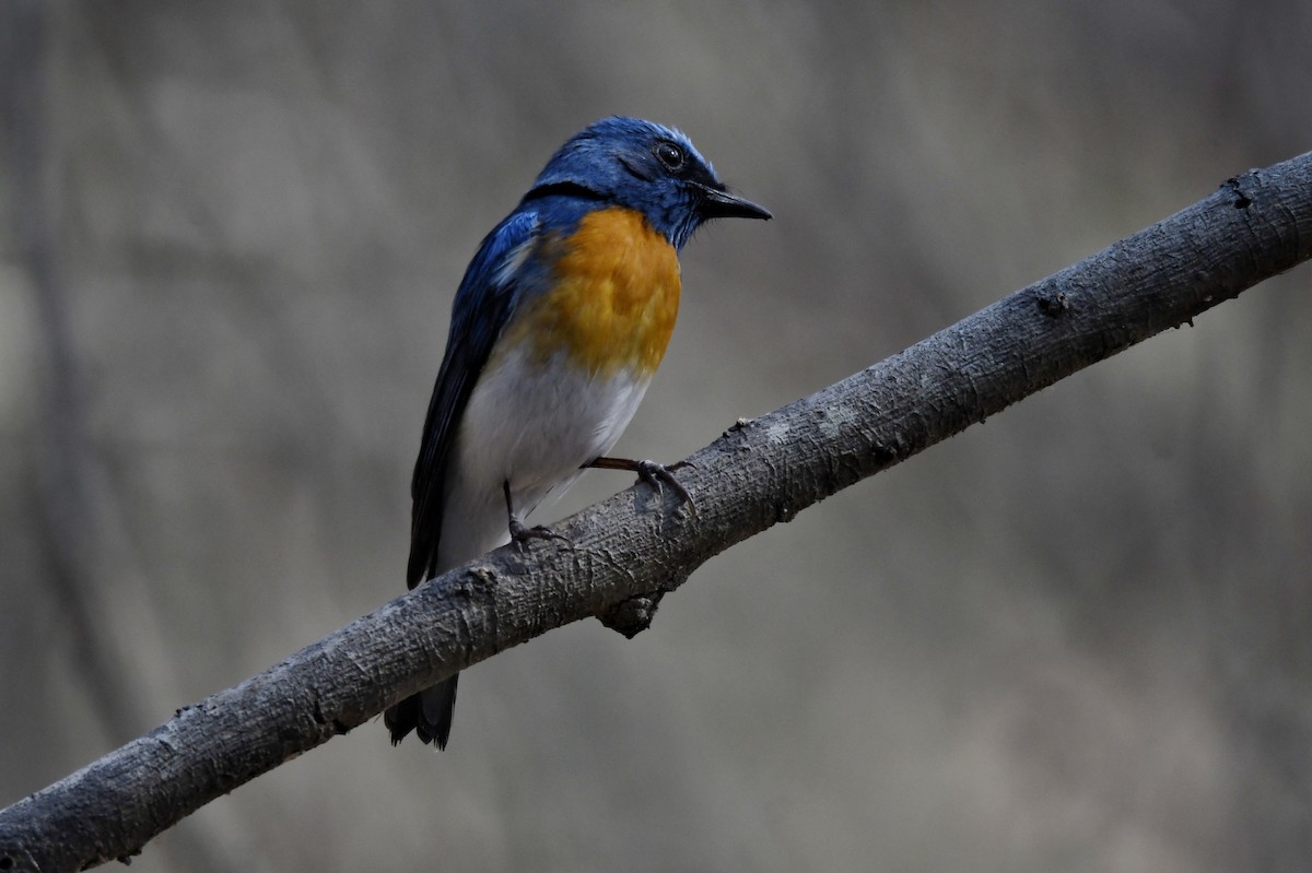 藍喉藍仙鶲 - ML616141584