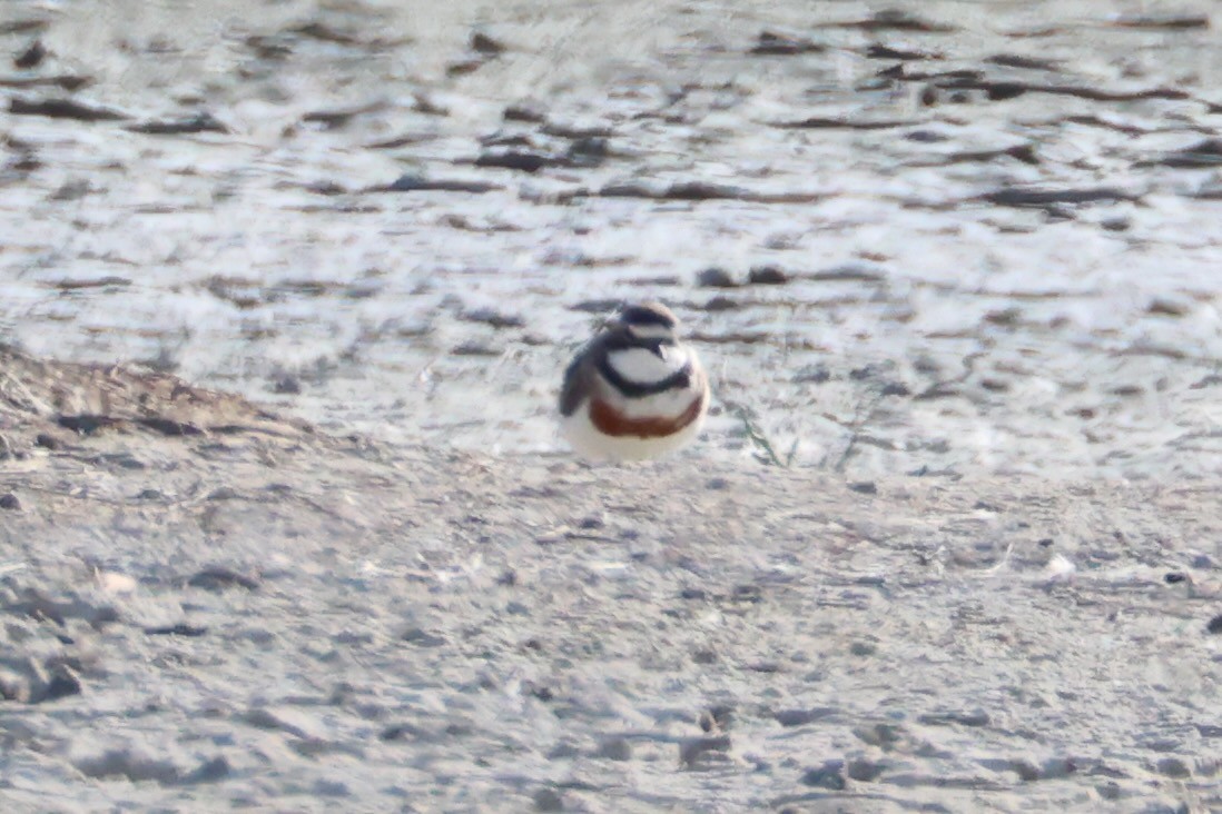 Double-banded Plover - ML616141600