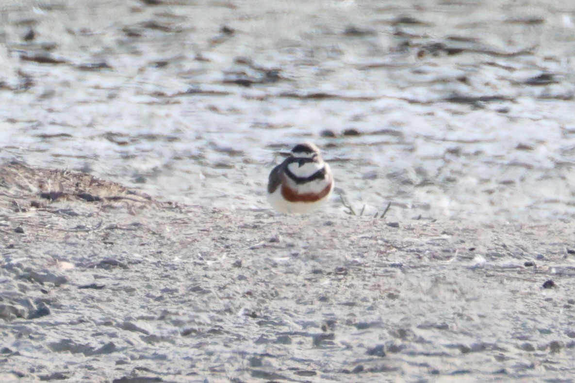 Double-banded Plover - ML616141601