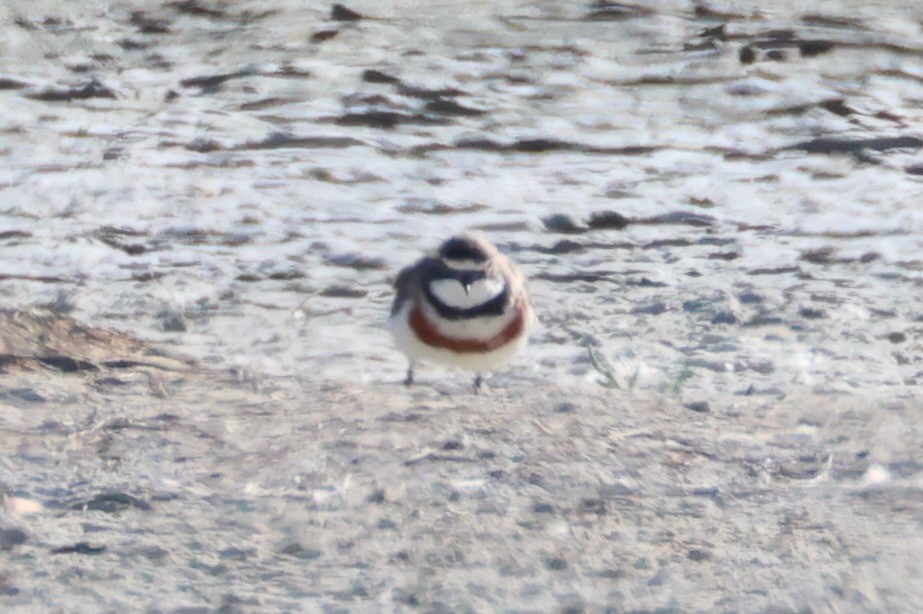 Double-banded Plover - ML616141602