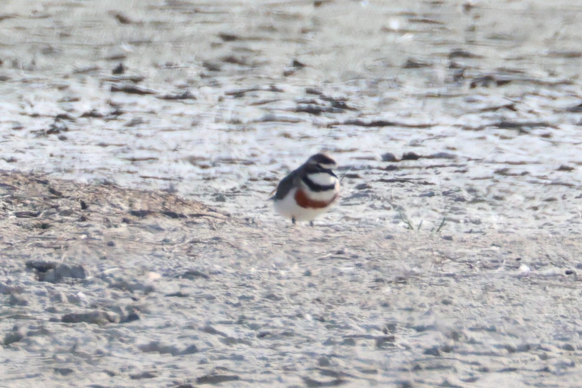 Double-banded Plover - ML616141603
