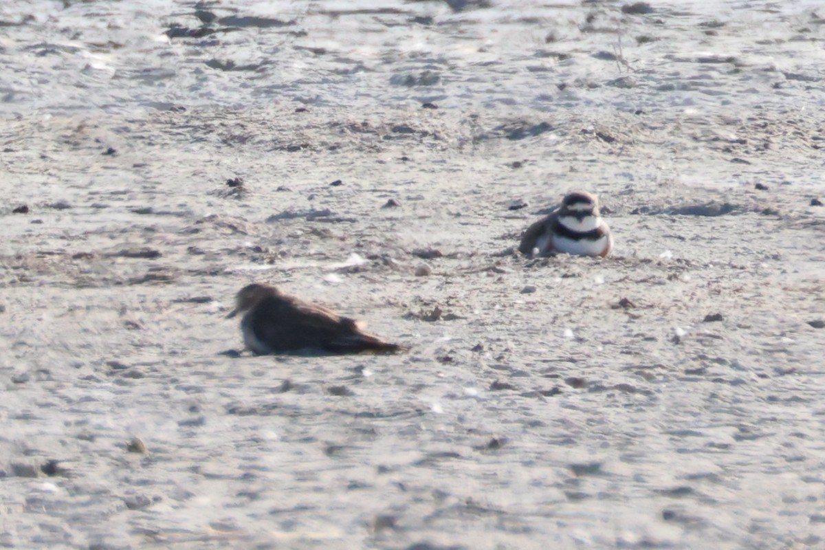 Double-banded Plover - ML616141604