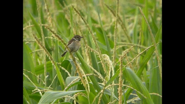 European Stonechat - ML616141614