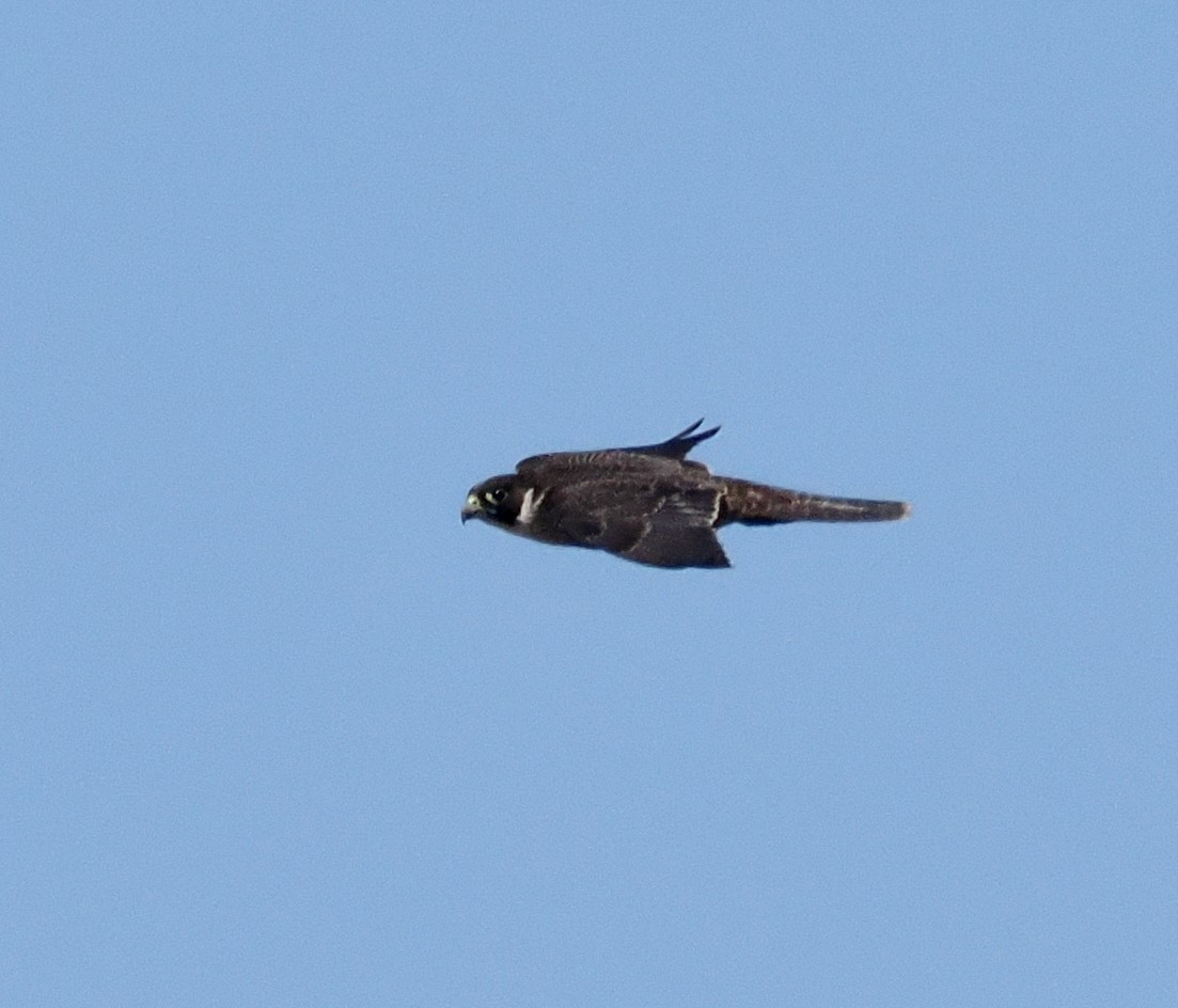 Peregrine Falcon - Ken Glasson