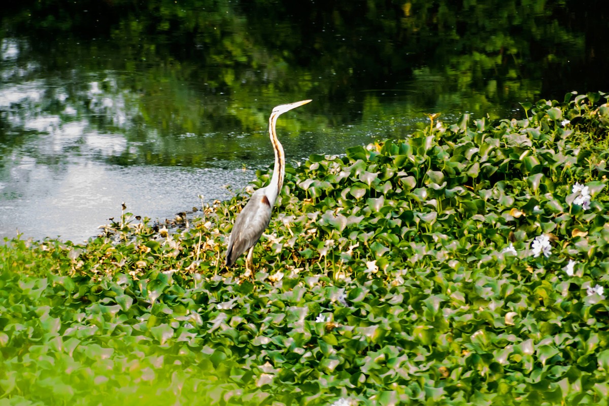 Purple Heron - ML616141653