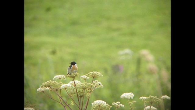 European Stonechat - ML616141669