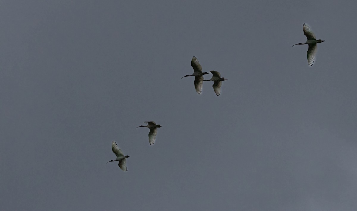 Australian Ibis - ML616141707