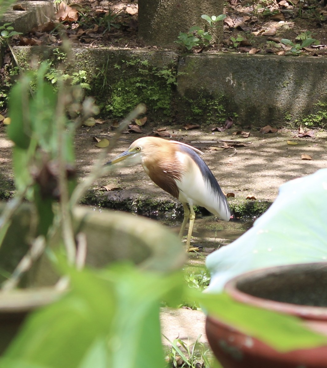 Javan Pond-Heron - ML616141709