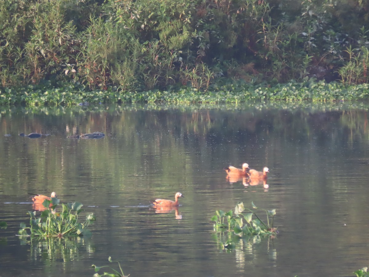 Ruddy Shelduck - ML616141716