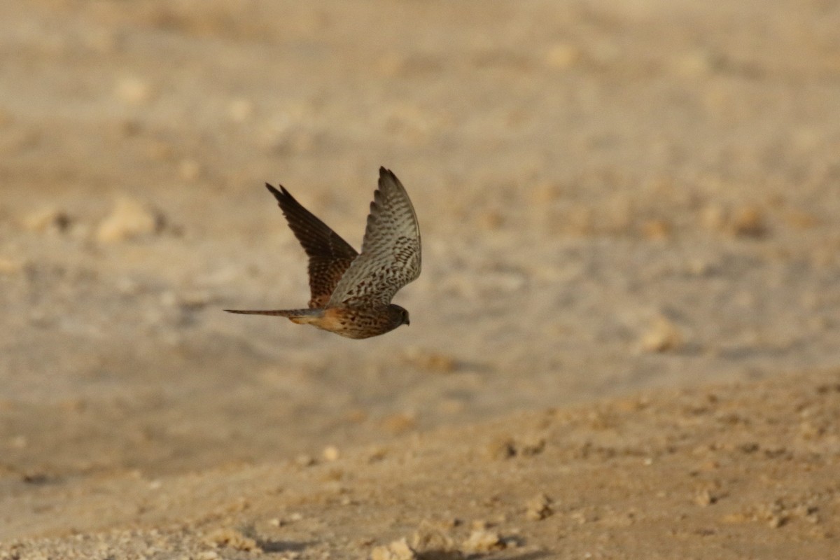 Eurasian Kestrel - ML616141728