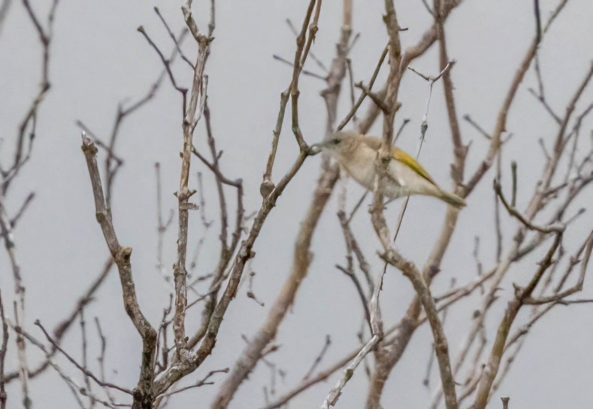 Rufous-banded Honeyeater - ML616141739