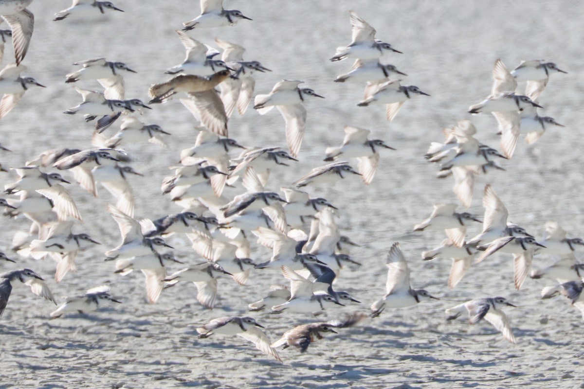 Double-banded Plover - ML616141776