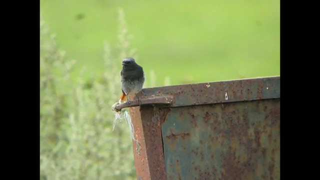 Black Redstart (Western) - ML616141779