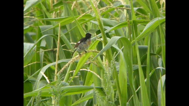 European Stonechat - ML616141785