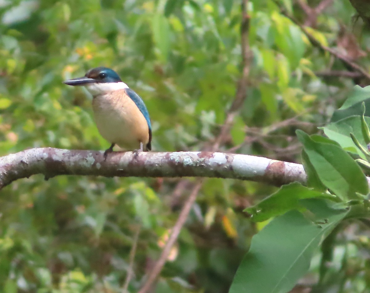 Sacred Kingfisher - ML616141796