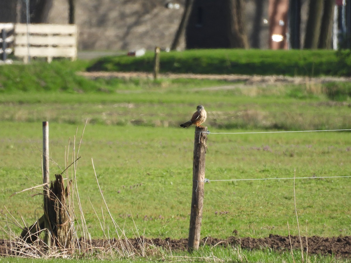 Eurasian Kestrel - ML616141818