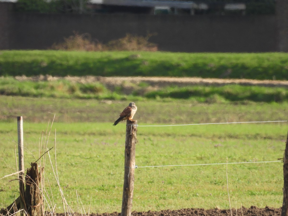 Eurasian Kestrel - ML616141819