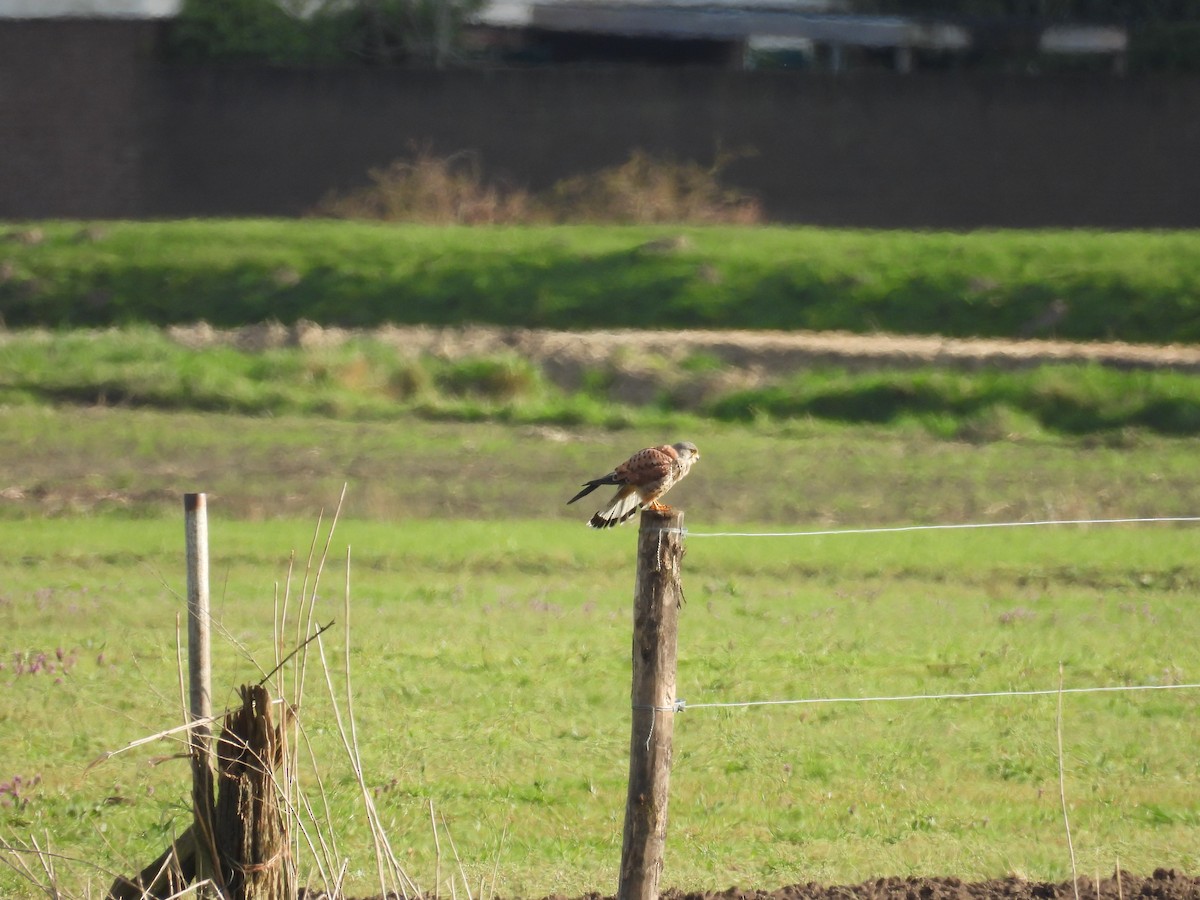 Eurasian Kestrel - Daan Joosen