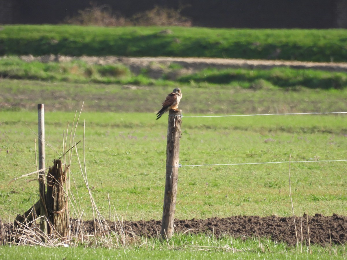 Eurasian Kestrel - ML616141822