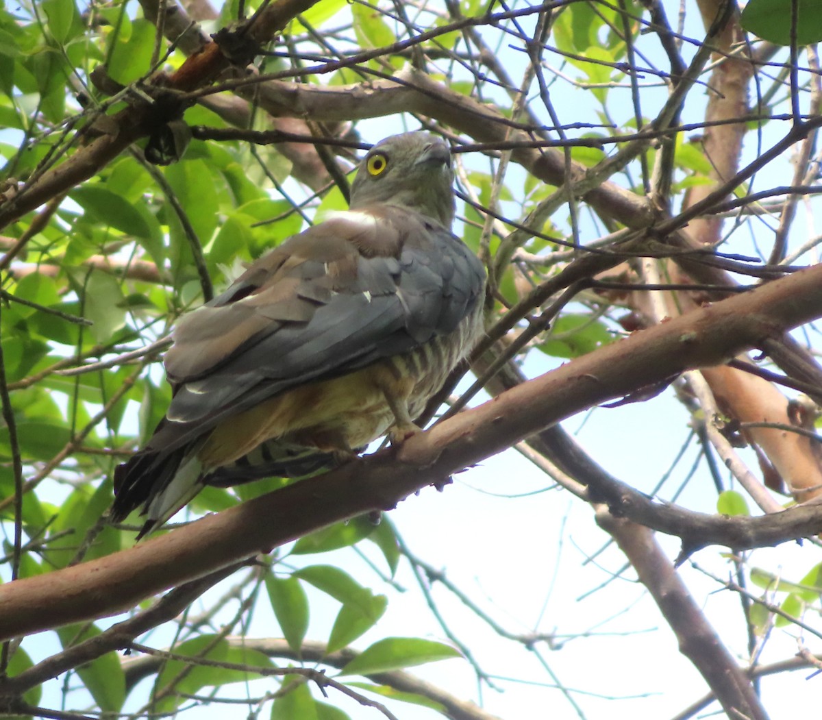 Pacific Baza - ML616141828