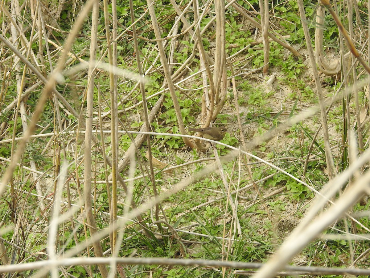 Smoky Warbler - Ashwin Viswanathan