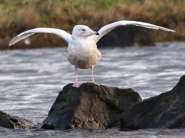 Gaviota Groenlandesa (glaucoides) - ML616141858