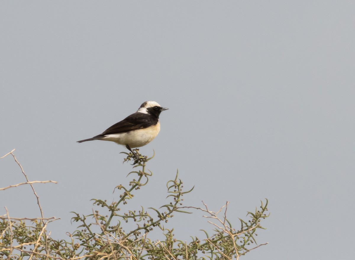 Cyprus Wheatear - ML616141869