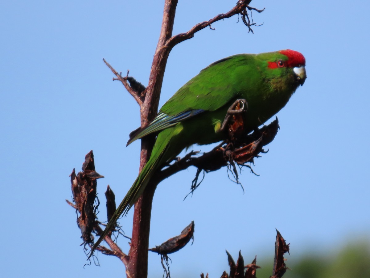 Red-crowned Parakeet - ML616141870