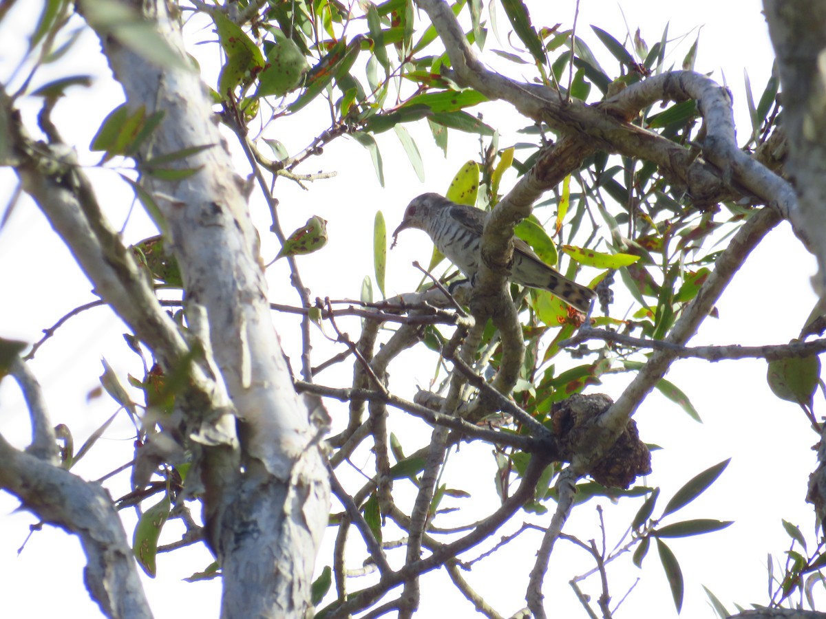 Little Bronze-Cuckoo - ML616141872