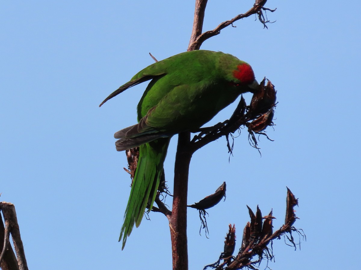 Red-crowned Parakeet - ML616141875