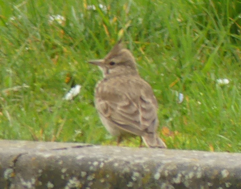 Crested Lark - ML616141876