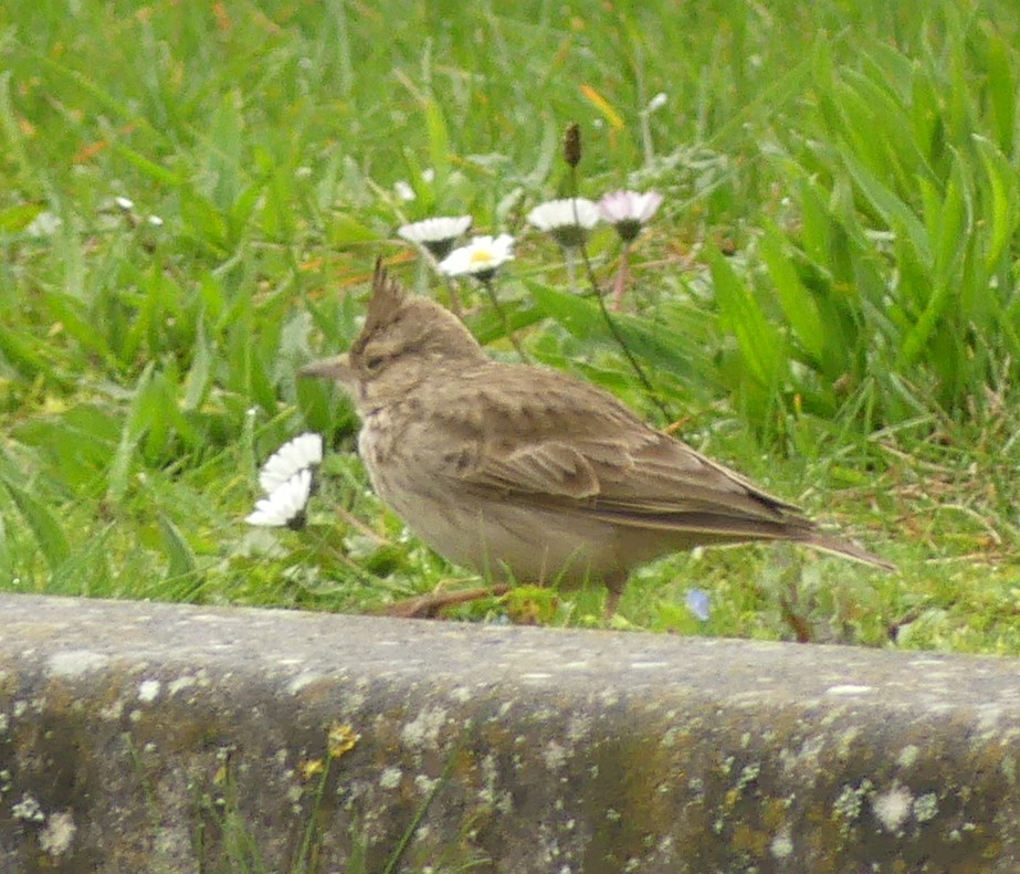 Crested Lark - ML616141877