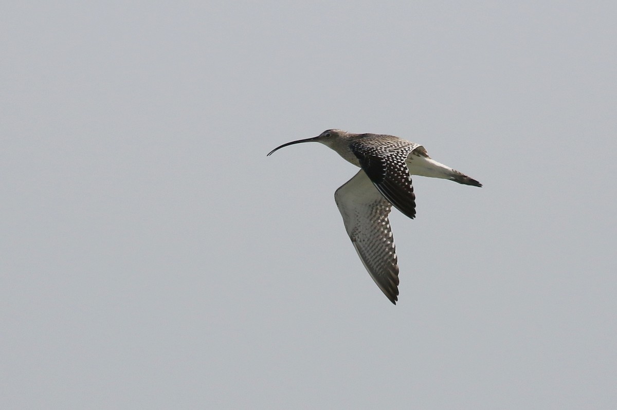 Eurasian Curlew - ML616141881