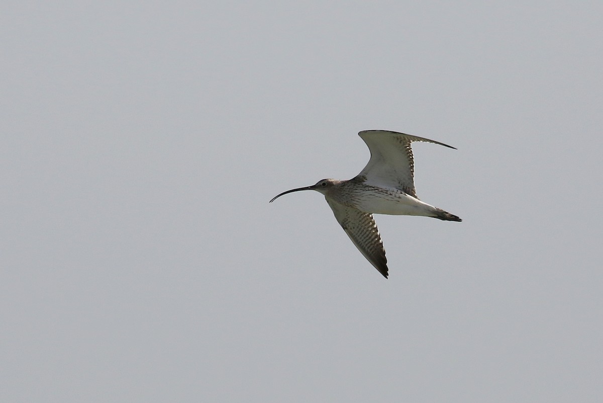 Eurasian Curlew - ML616141882