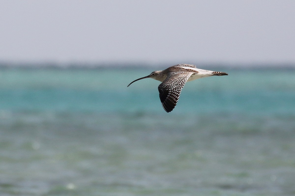 Eurasian Curlew - ML616141883