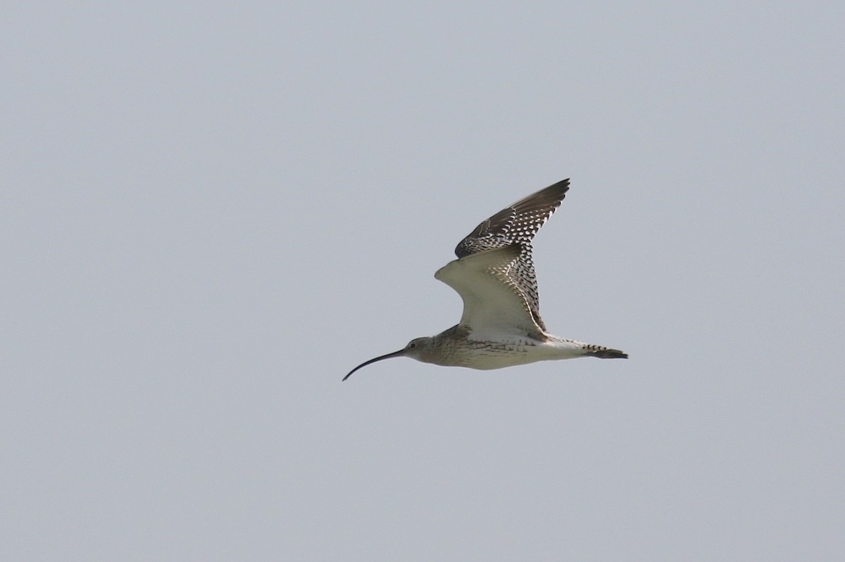 Eurasian Curlew - ML616141885