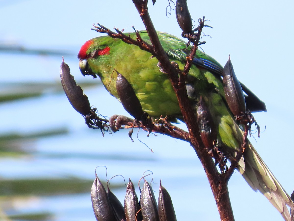 Red-crowned Parakeet - ML616141888