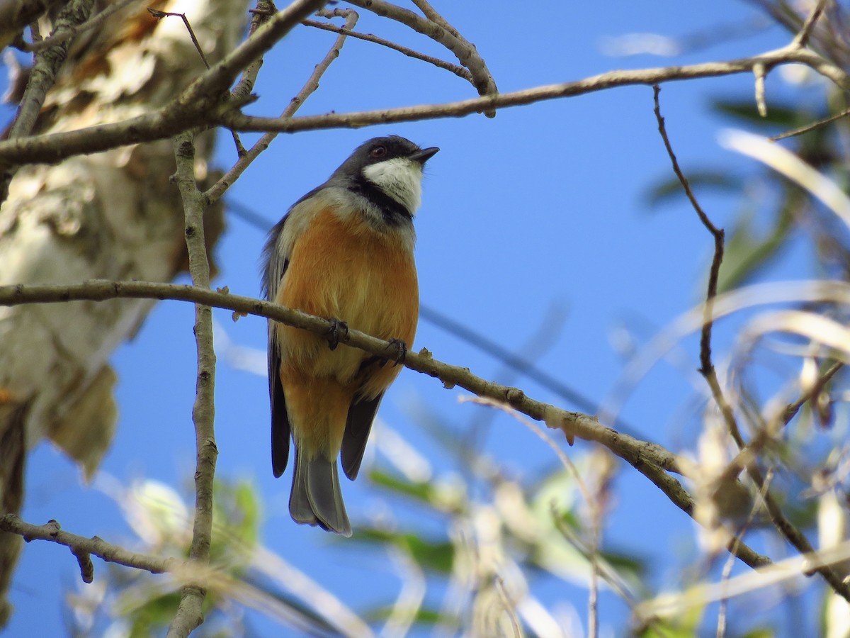 Rufous Whistler - ML616141945