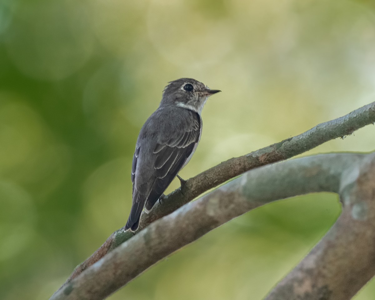 Dark-sided Flycatcher - ML616141960