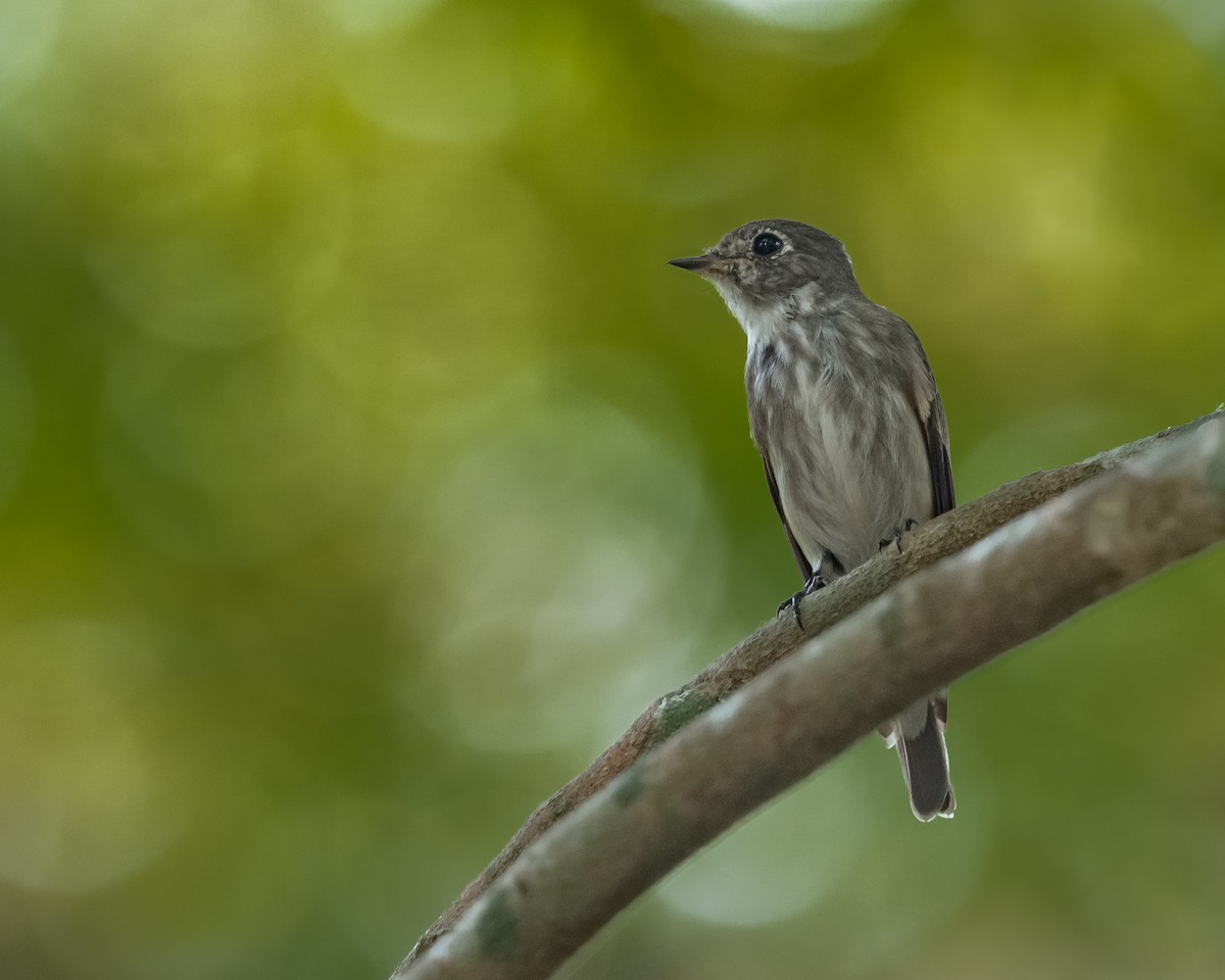 Papamoscas Siberiano - ML616141963