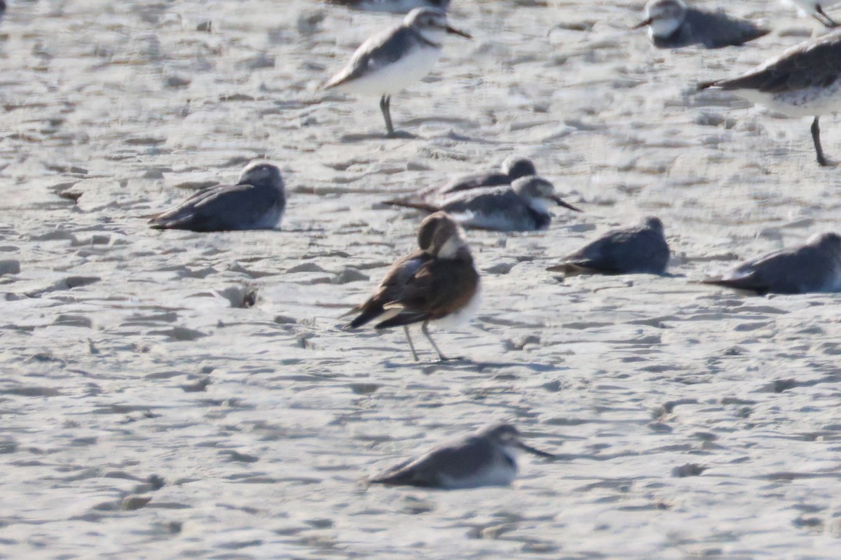 Double-banded Plover - ML616141966