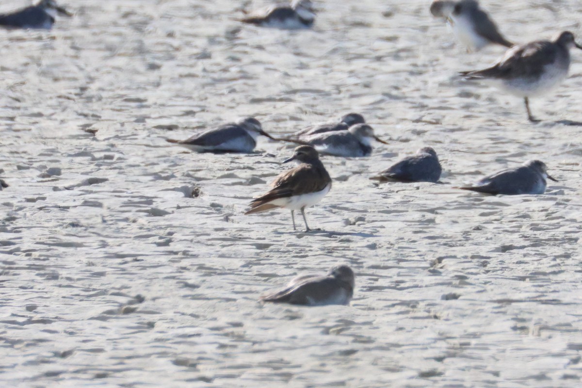 Double-banded Plover - ML616141970