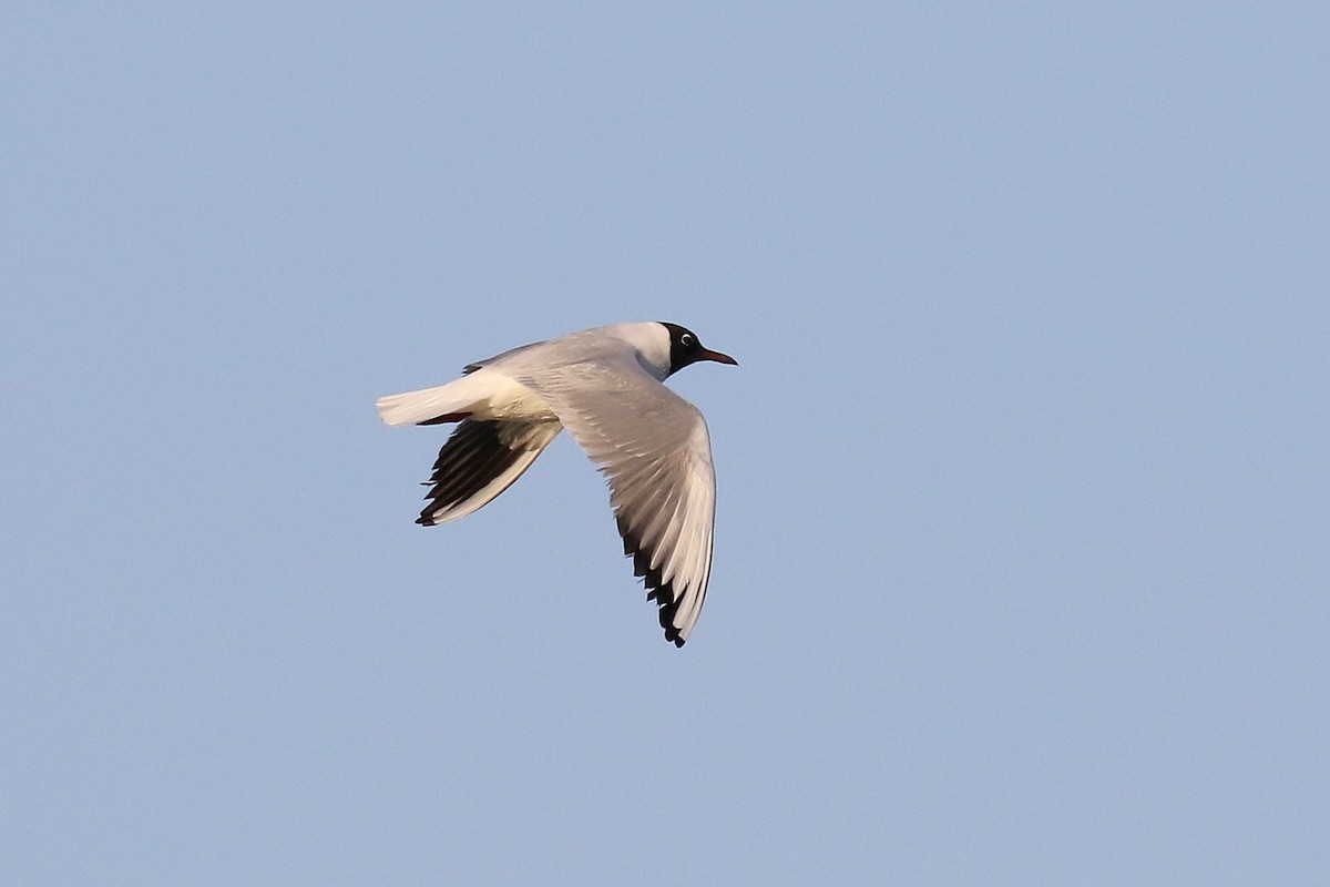 Mouette rieuse - ML616142019