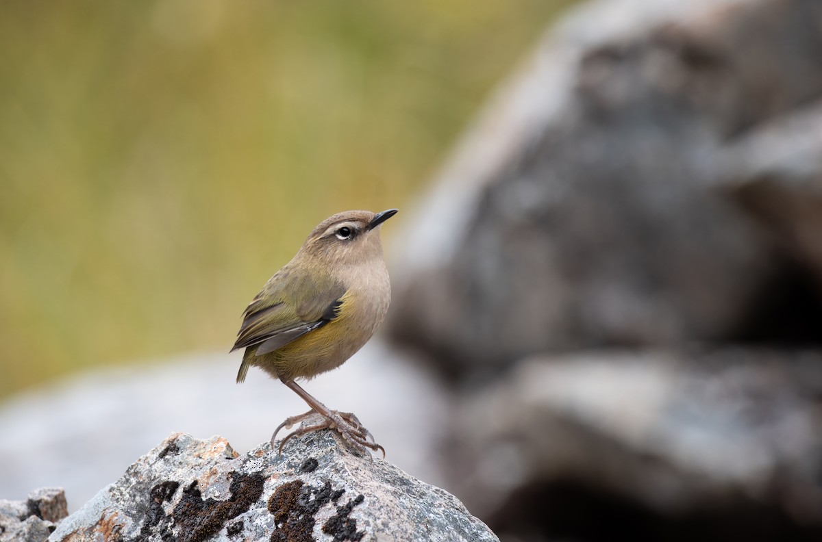 South Island Wren - ML616142032